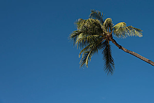 仰视,棕榈树,怀基基海滩,檀香山,瓦胡岛,夏威夷,美国