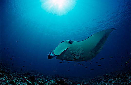 大鳐鱼,双吻前口蝠鲼,马尔代夫,印度洋