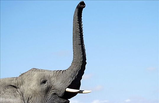 非洲象,举起,象鼻,肯尼亚,特写