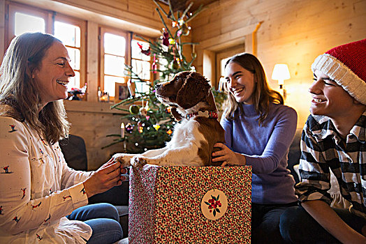 幸福之家,狗,圣诞礼物,盒子