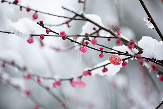 大雪中红梅花开