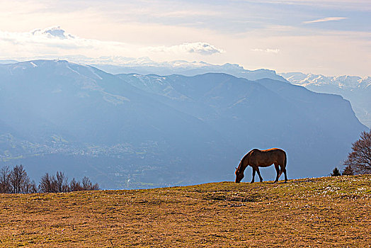 马,放牧,草场,高原,背景,蒙特卡罗,格拉巴酒,省,威尼托,意大利
