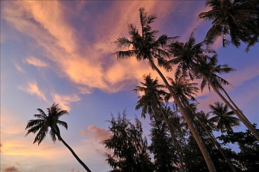 棕榈树,红色,夜空,氛围,日落,越南,亚洲