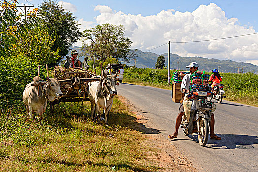 牛,手推车,道路,茵莱湖,掸邦,缅甸