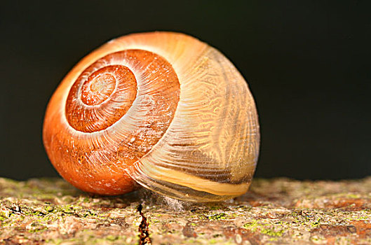 蜗牛,壳