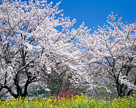 樱花,地点,芥末