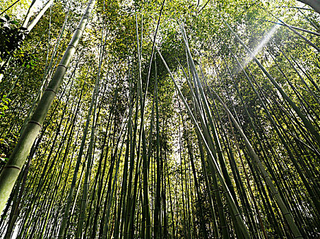 岚山,竹林,京都,日本,亚洲