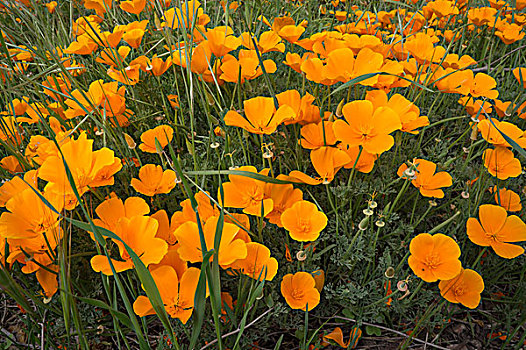 花菱草,蒙大拿,州立公园,加利福尼亚,中心,海岸