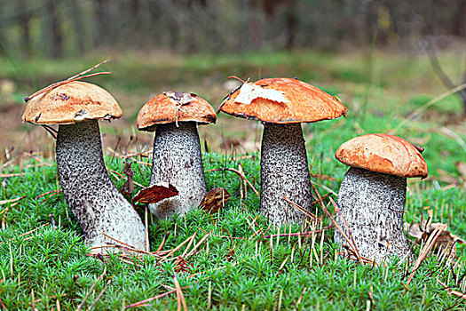 可食蘑菇,树林