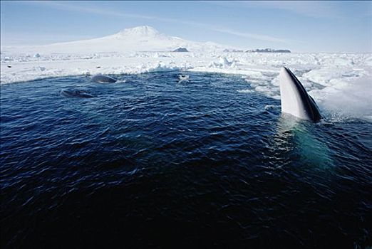 南极,小须鲸,边缘,寻找,浮游生物