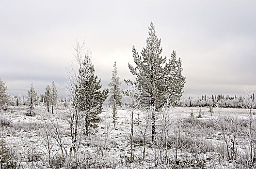 瑞典,风景,自然,雪,霜,寒冷