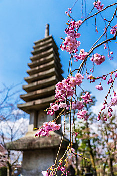 日本京都清水寺春天樱花盛开