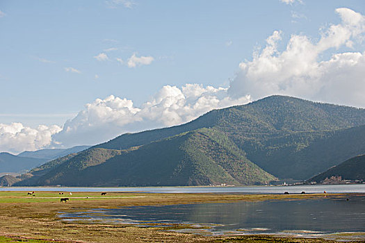 香格里拉纳帕海草场