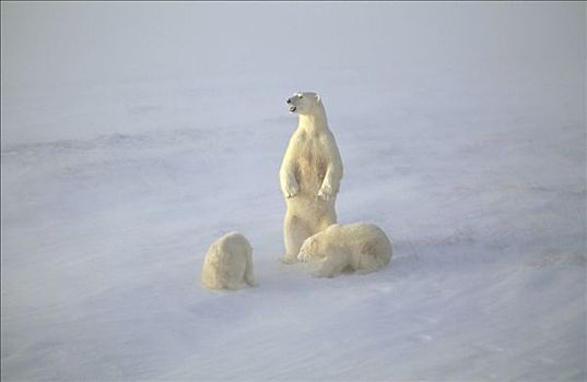 北极熊,母兽,幼兽,雪中,风暴,丘吉尔市,曼尼托巴,加拿大