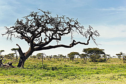 塞伦盖蒂,风景,坦桑尼亚,非洲