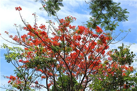 树,花,蓝色背景,天空,背景