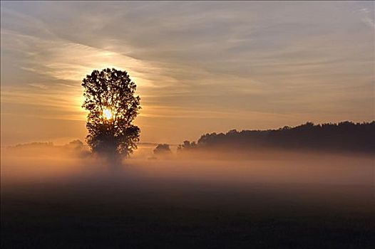 树,薄雾,日出,弗兰克尼亚,巴伐利亚,德国