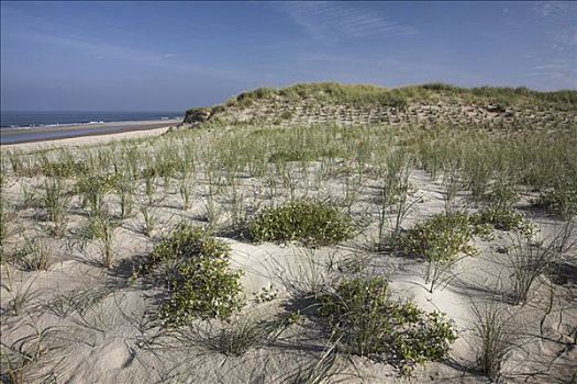 沙丘,植被,海洋,特塞尔,荷兰,欧洲
