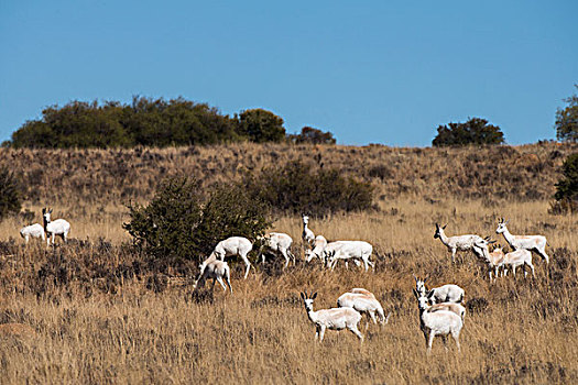白色,跳羚,跳羚属,有袋动物,游戏,牧场,南非