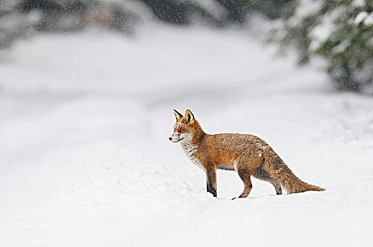 红狐,狐属,冬天,下雪,巴伐利亚,德国
