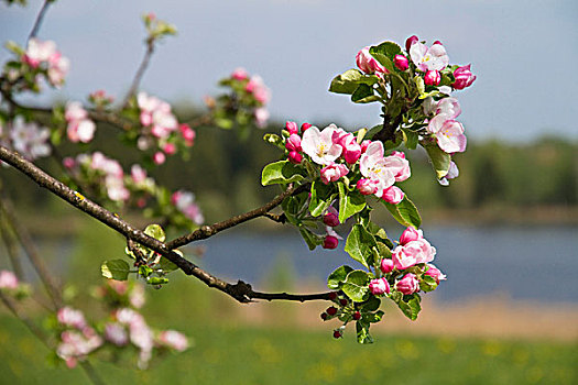 苹果树,花,春天,巴伐利亚,德国,欧洲
