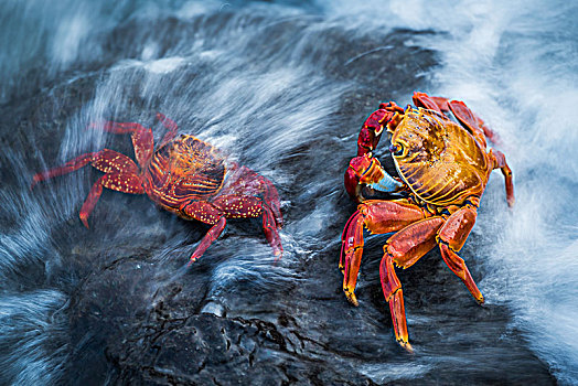两个,螃蟹,方蟹,溅,波浪,加拉帕戈斯群岛,厄瓜多尔