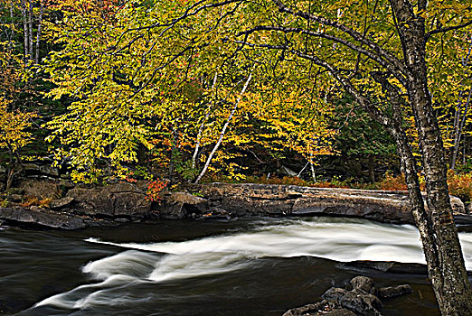 秋色,河,安大略省,加拿大