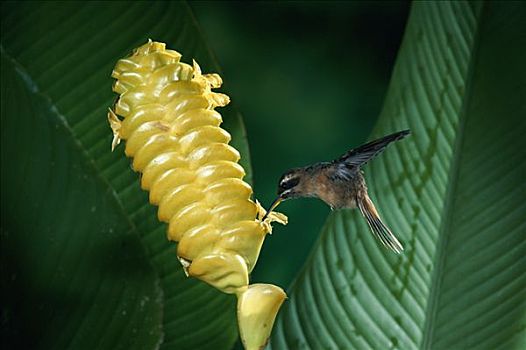 蜂鸟,进食,授粉,花,响尾蛇,植物,雨林,哥斯达黎加