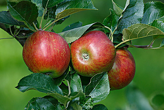 苹果,苹果树,红色,冰,德国,欧洲