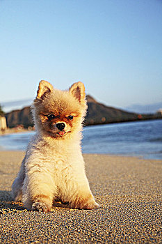 夏威夷,瓦胡岛,怀基基海滩,年轻,博美狗,小狗,放松,海滩,正面,钻石海岬