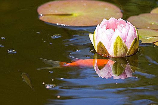 橙色,金鱼,园池,盛开,粉色,水,反射,水中