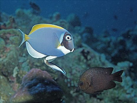 裂唇鱼,阿里环礁,马尔代夫,印度洋
