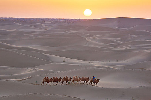沙漠,驼队