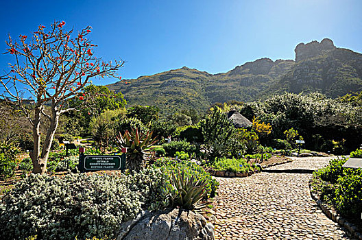 风景,桌子,植物,花园,开普敦,西海角,南非,非洲