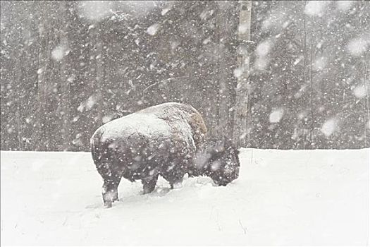 野牛,暴风雪