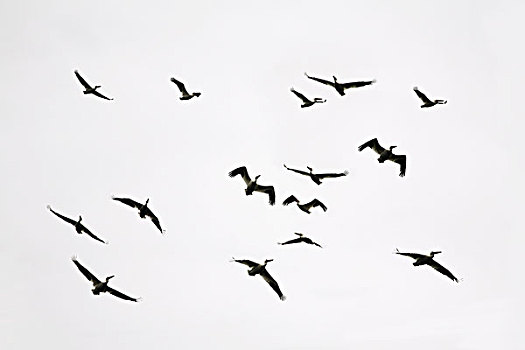 剪影,鸟,飞行,阴天,安大略省,加拿大