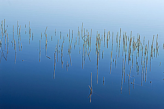 芦苇,湖,瑞典