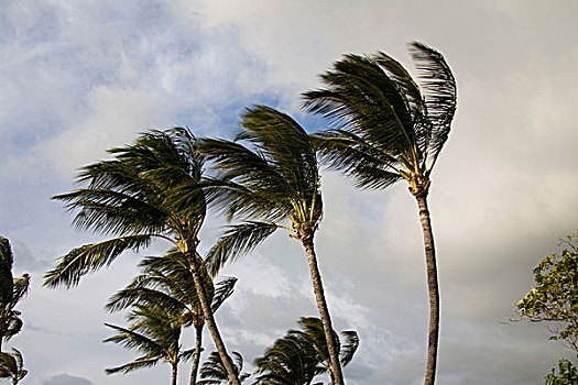 椰树,扭曲,风吹,南海岸,毛伊岛,夏威夷