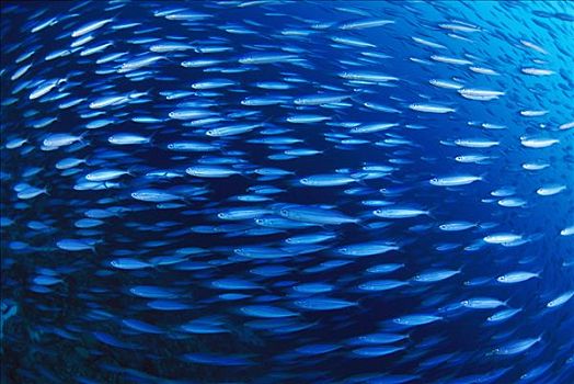 鱼,群,鱼群,博奈尔岛,加勒比海