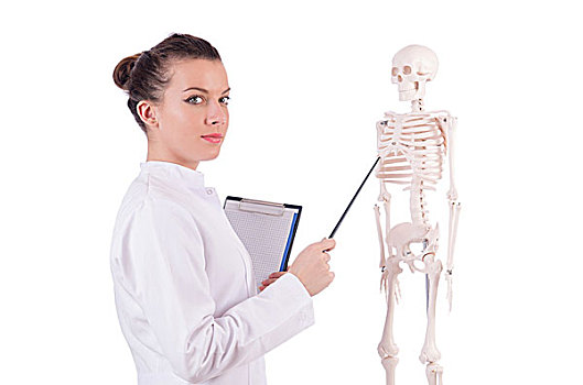 博士,骨骼,白色背景