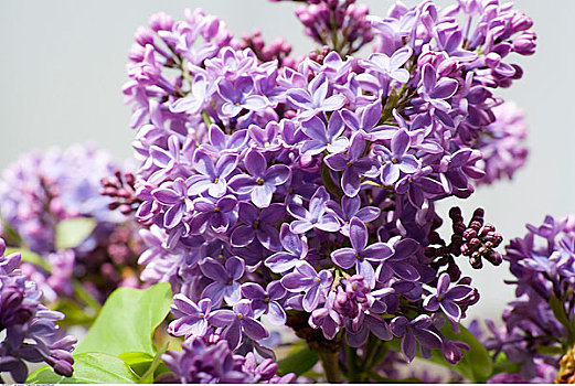 丁香花图片 丁香花图片大全 丁香花图片素材