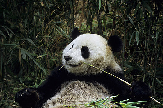 中国,四川,卧龙大熊猫保护区,大熊猫,坐,竹子