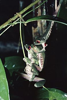 红眼树蛙,一对,交配,雨林,哥斯达黎加
