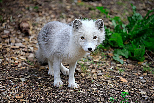 北极狐,幼兽,警惕,俘获