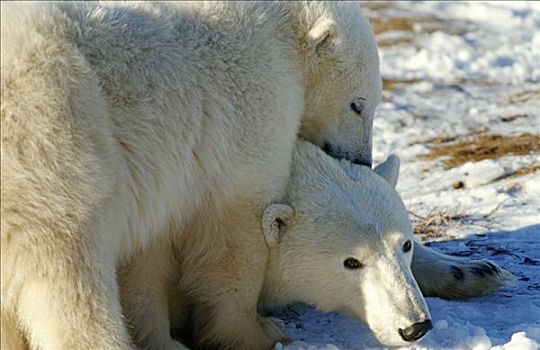 北极熊,家族,哈得逊湾,加拿大,北美