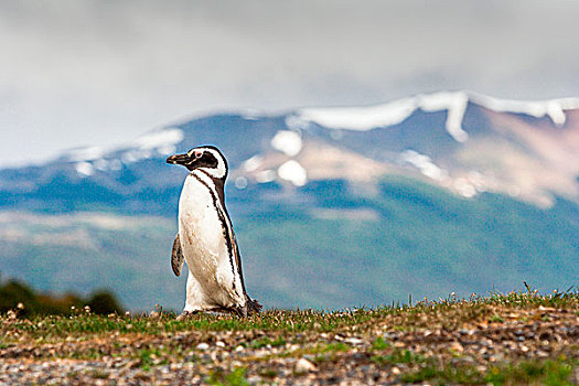 麦哲伦企鹅,山地,背景