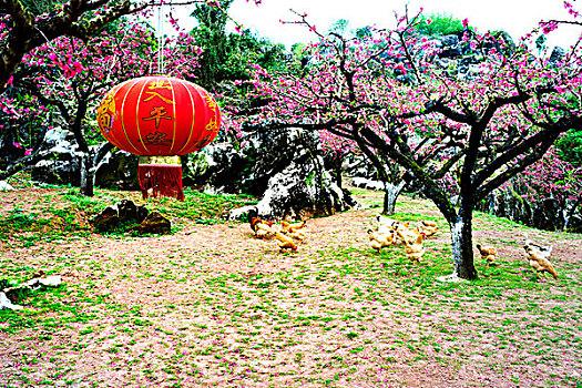 连平,桃花,鹰嘴桃,桃林,鸡,灯笼