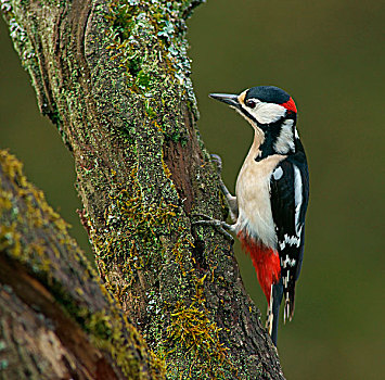 大斑啄木鸟,树干,雄性,黑森州,德国,欧洲