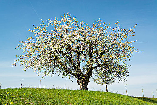 花,果树,春天,康士坦茨湖,区域,瑟尔高,瑞士,欧洲