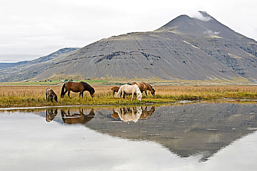 冰岛,马,火山,欧洲